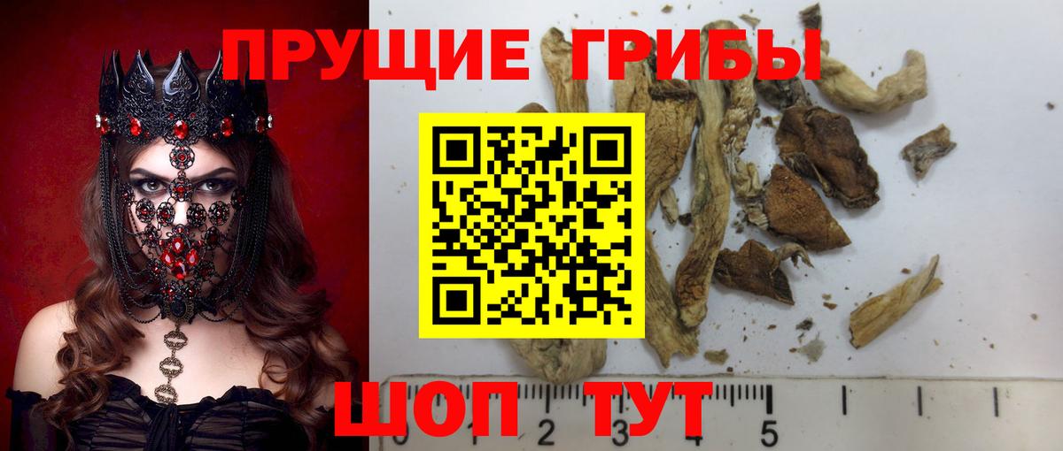 Псилоцибиновые грибы Psilocybe  Донецк 